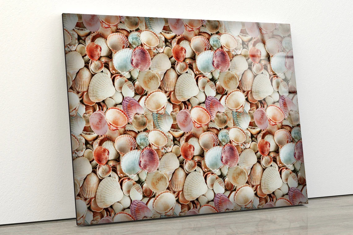 Sea Shells Photograph Acrylic Glass Print Tempered Glass Wall Art 100% Made in Australia Ready to Hang