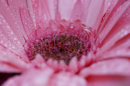 Gerbera Flower Closeup Macro Photograph Print 100% Australian Made