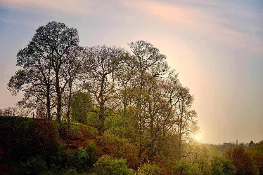 Trees on Mountain Sunset Photograph Print 100% Australian Made