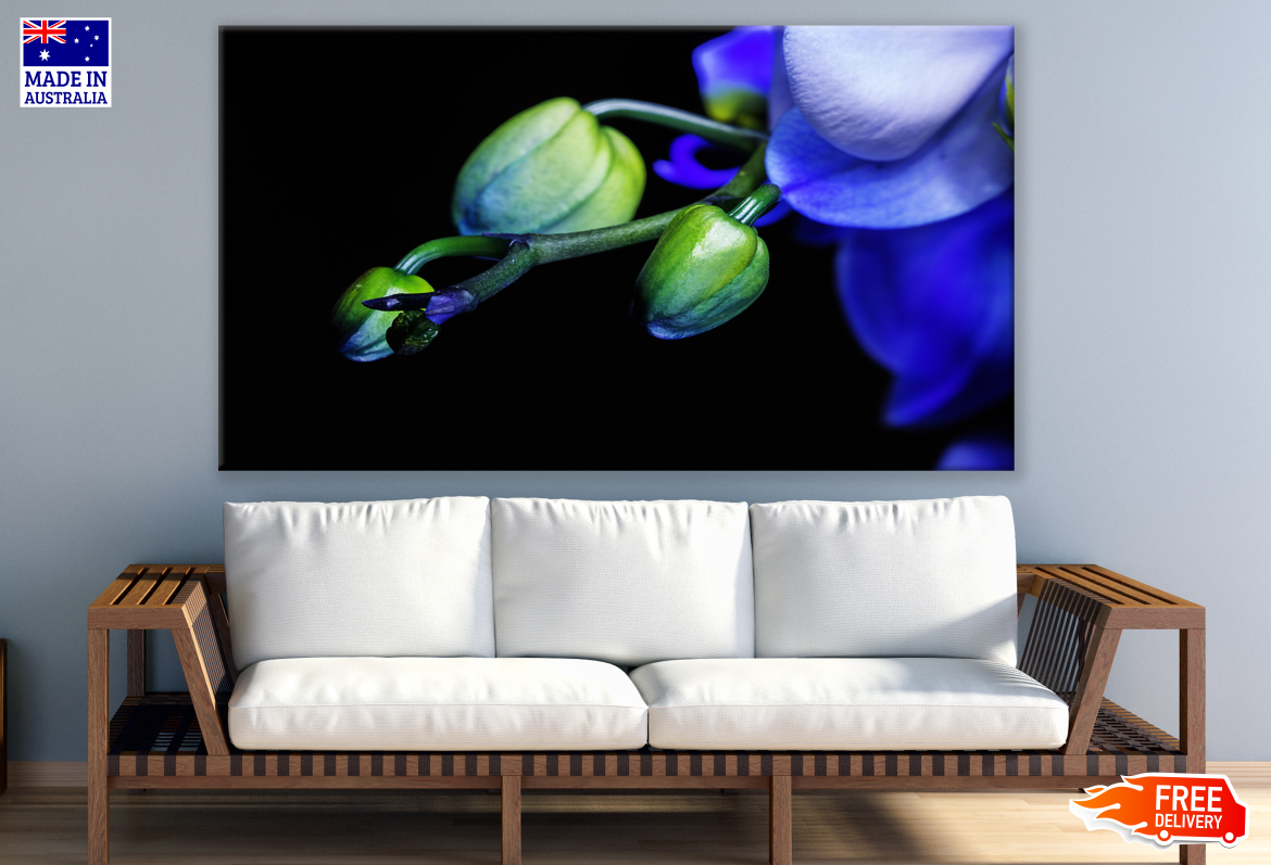 Blue Orchid Flower & Bud Photograph 100% Australian Made