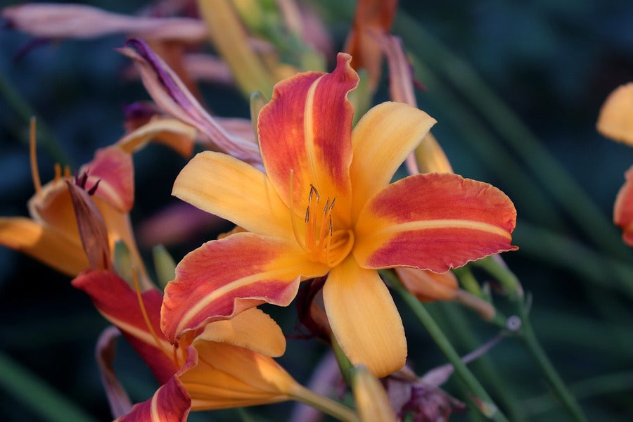 Yellow Orange Lily Flower Closeup Photograph Print 100% Australian Made