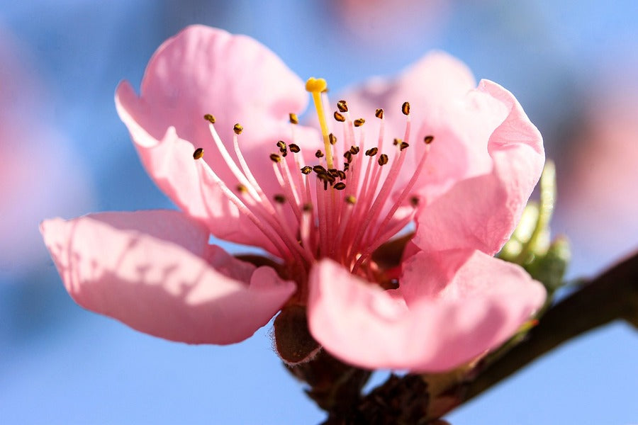 Peach Flower Closeup Photograph Print 100% Australian Made