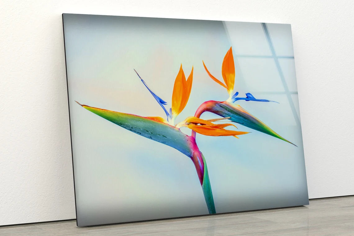 Colorful Flower Closeup Photograph Acrylic Glass Print Tempered Glass Wall Art 100% Made in Australia Ready to Hang