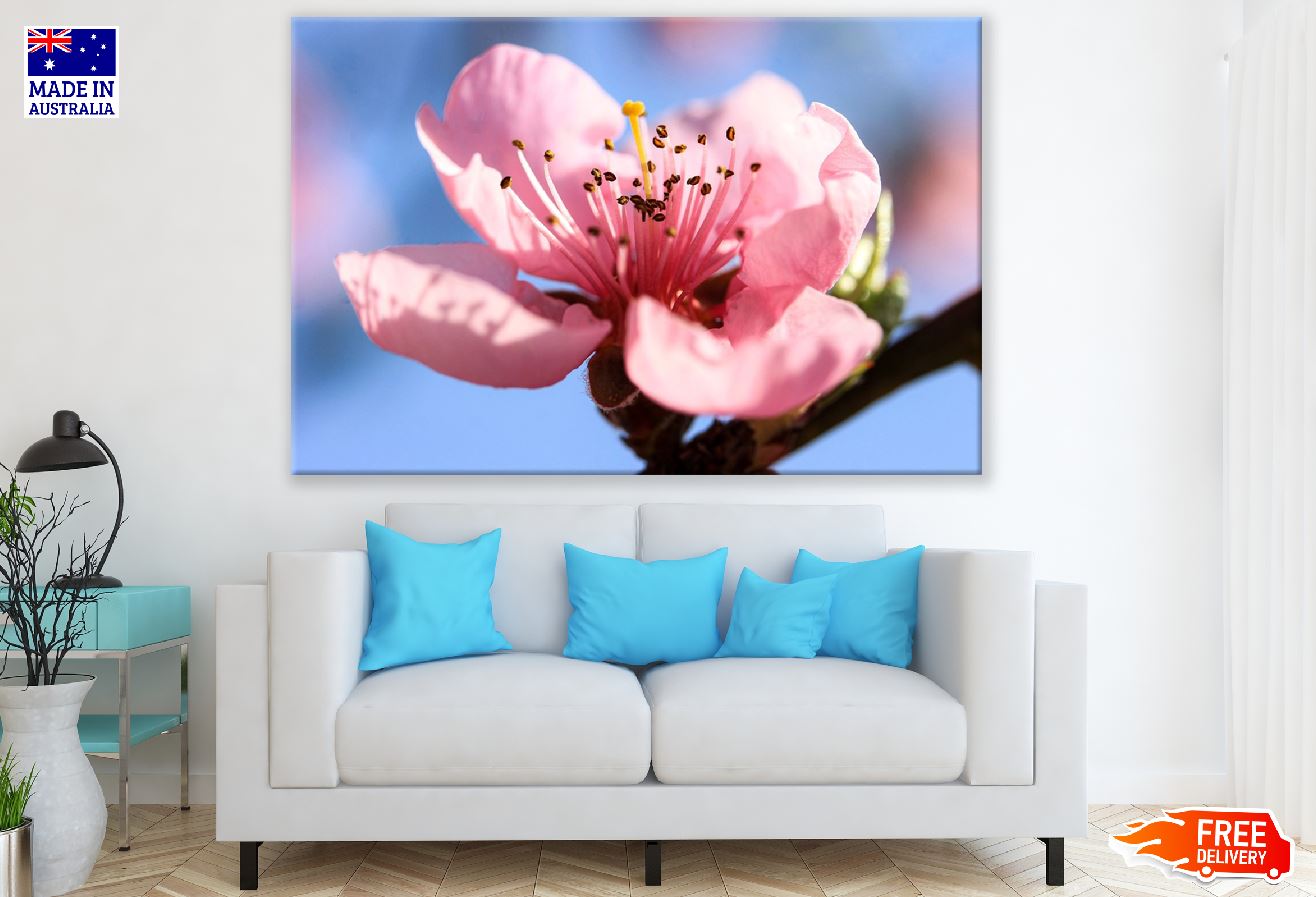 Peach Flower Closeup Photograph Print 100% Australian Made