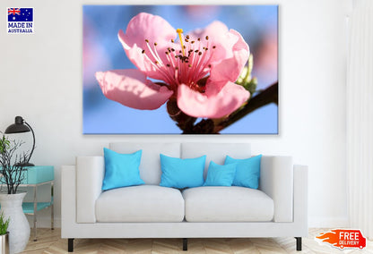 Peach Flower Closeup Photograph Print 100% Australian Made