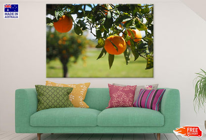 Orange Tree With Fruit Closeup Photograph Print 100% Australian Made