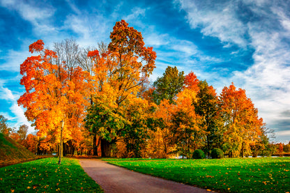 Bella Home Autumn Park in Sunny Bright Day Print Canvas Ready to hang