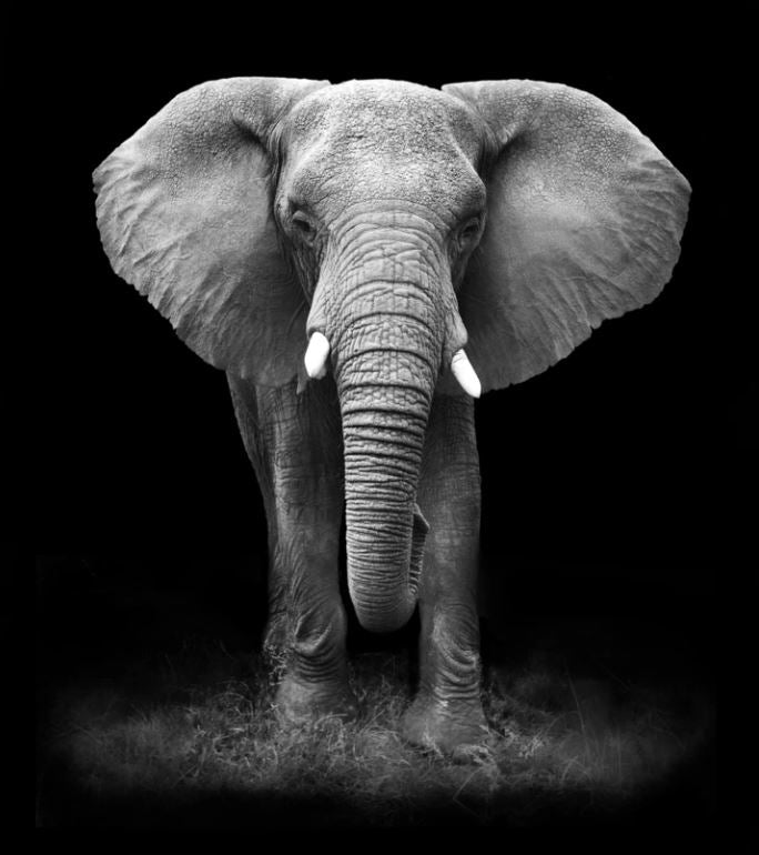 Elephant B&W Photograph Home Decor Premium Quality Poster Print Choose Your Sizes