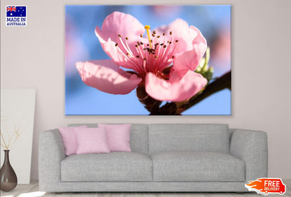 Peach Flower Closeup Photograph Print 100% Australian Made