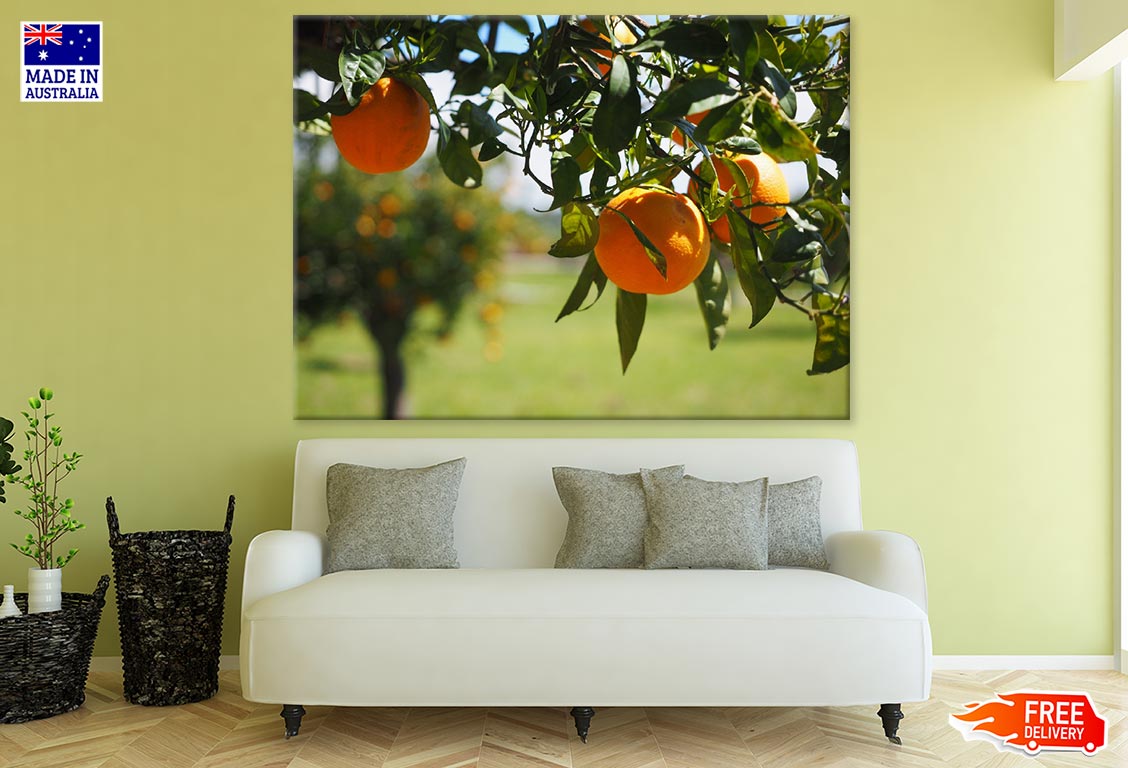 Orange Tree With Fruit Closeup Photograph Print 100% Australian Made