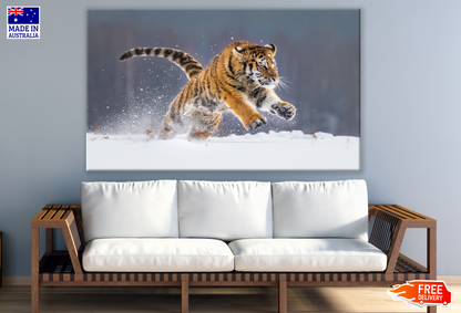 Tiger Running in Snow Photograph Print 100% Australian Made