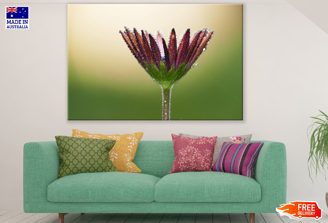 Flower Dewdrops Petals Water Photograph Print 100% Australian Made