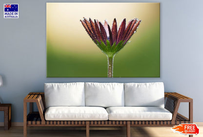 Flower Dewdrops Petals Water Photograph Print 100% Australian Made