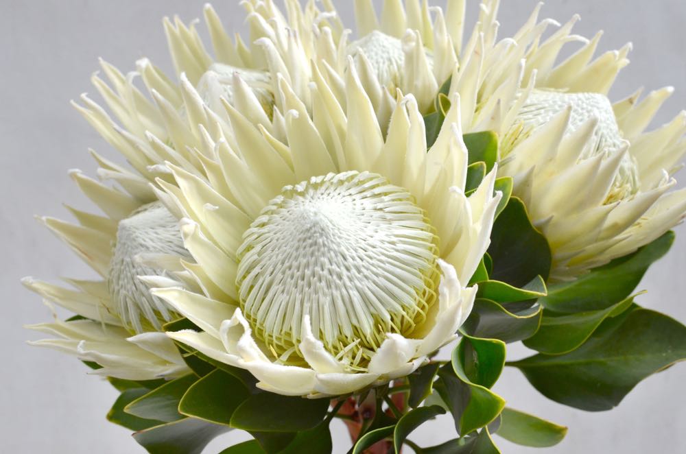 Wallpaper Murals Peel and Stick Removable White Protea Flower High Quality