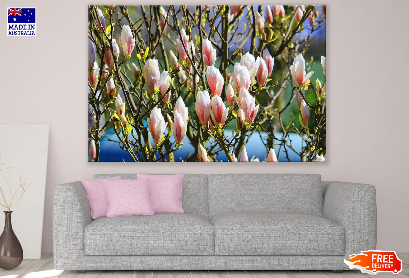 Magnolia Tree Photograph Print 100% Australian Made