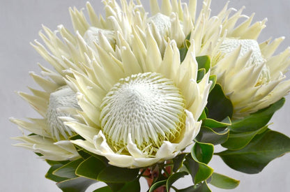 White Protea Flower Closeup Photograph Print 100% Australian Made