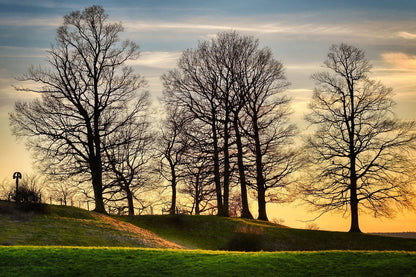 Dead Trees on Hill Sunset Photograph Print 100% Australian Made