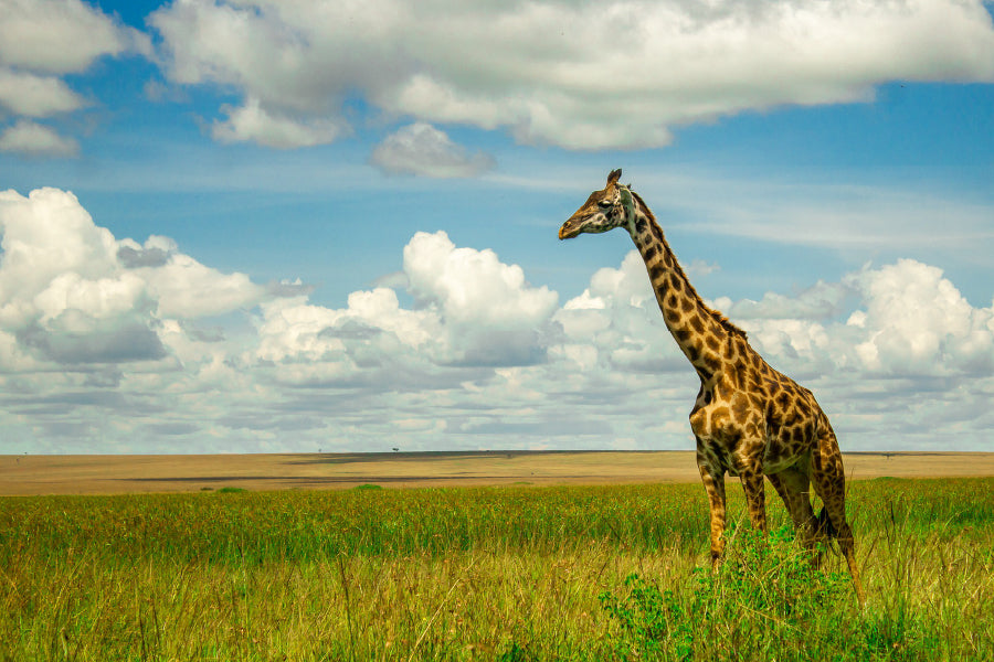 Giraffe on Green Grass Field View Photograph Print 100% Australian Made