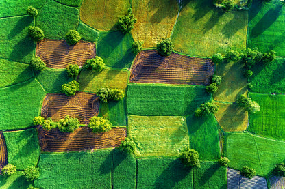 Wallpaper Murals Peel and Stick Removable Aerial View of Rice Fields in Mekong Delta in Vietnam High Quality