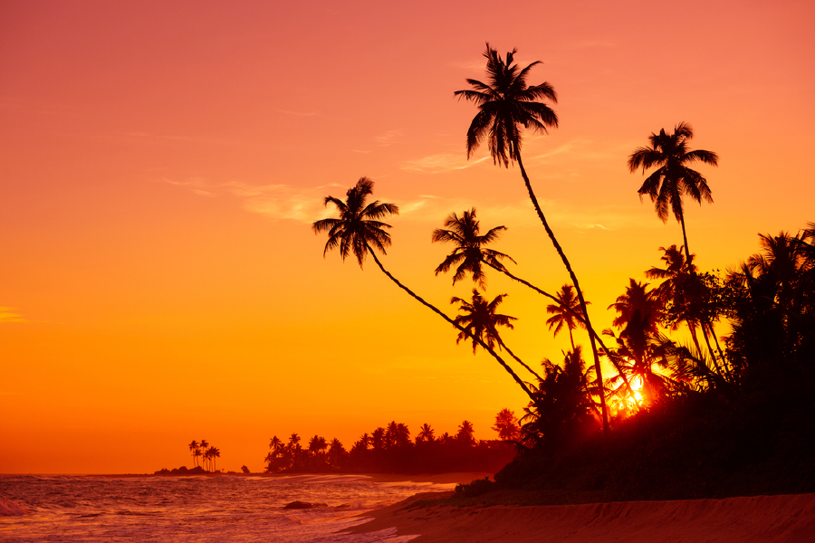 Plam Trees & Sea Sunset View Photograph Print 100% Australian Made