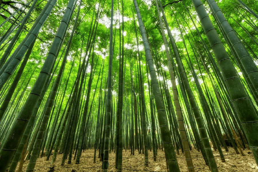 Bamboo Forest Photograph Print 100% Australian Made