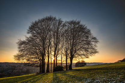 Sun Shining Through Bare Trees Photograph Print 100% Australian Made