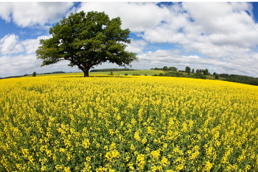 Alone Tree in Yellow Flower Field Photograph Print 100% Australian Made