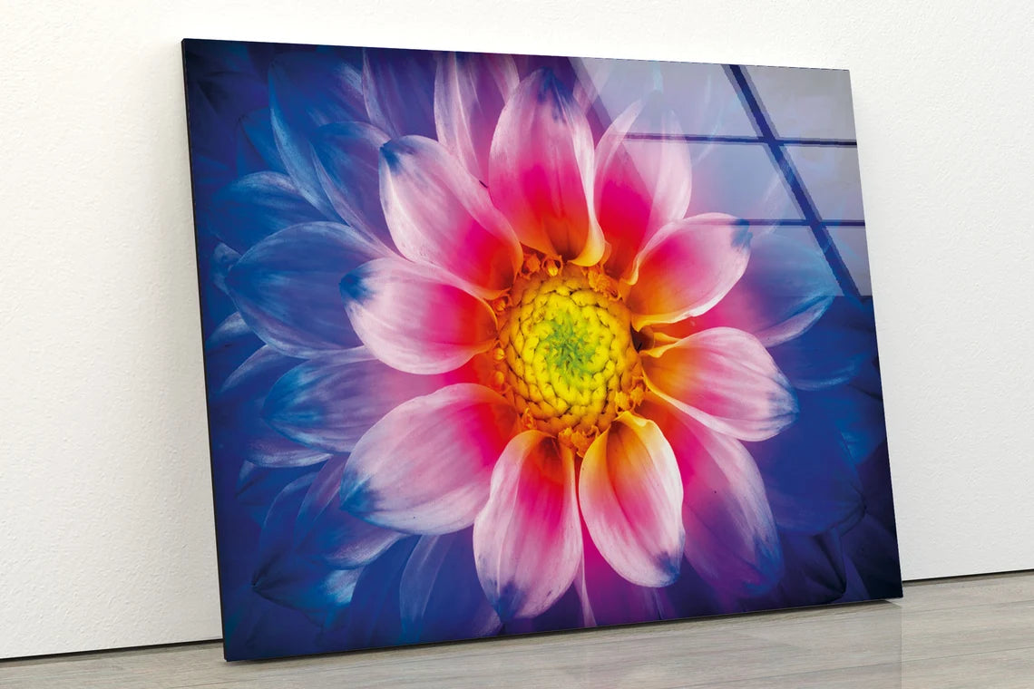 Pink Yellow Flower Closeup Photograph Acrylic Glass Print Tempered Glass Wall Art 100% Made in Australia Ready to Hang