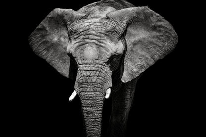 Elephant Closeup B&W Photograph Print 100% Australian Made