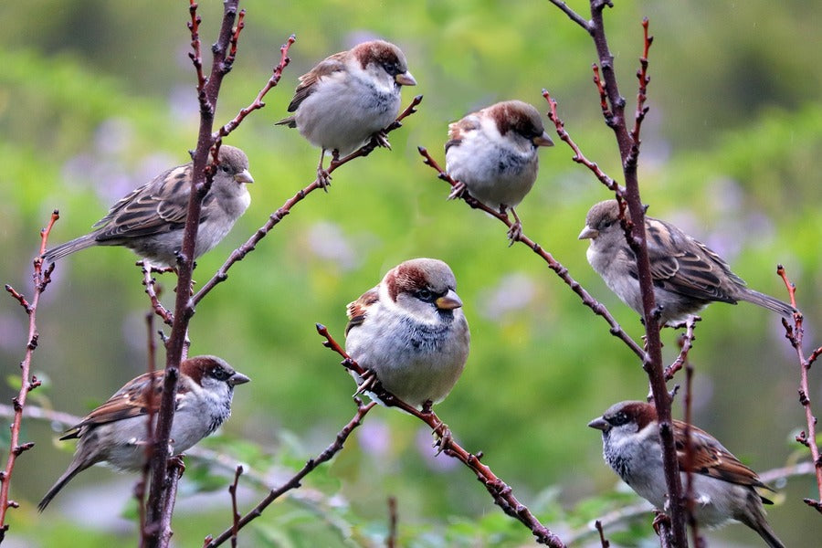 Brown Birds on Tree Branch Photograph Print 100% Australian Made