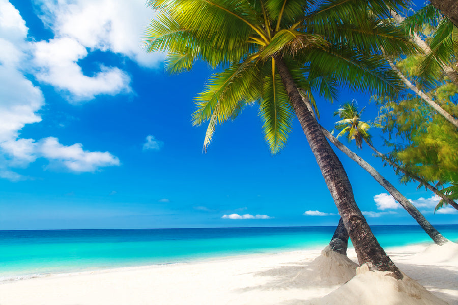 Palm Trees over White Sandy Beach Photograph Print 100% Australian Made