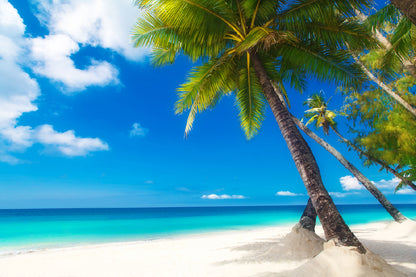 Palm Trees over White Sandy Beach Photograph Print 100% Australian Made
