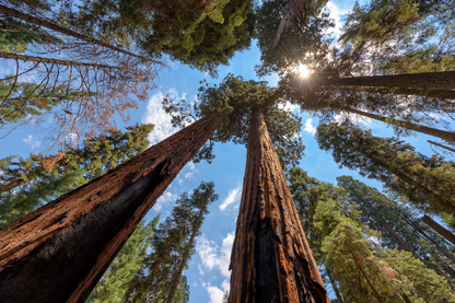 Below Trees & Sky View Photograph Print 100% Australian Made