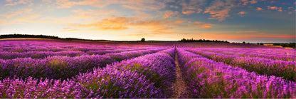 Panoramic Canvas Lavender Floral Field Scenery Photograph High Quality 100% Australian made wall Canvas Print ready to hang