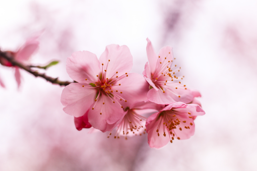 Blossom Flowers On Tree Home Decor Premium Quality Poster Print Choose Your Sizes