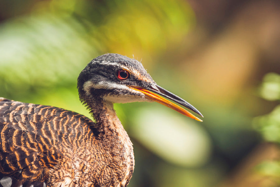 Sunbittern Bird Side View Phootgraph Print 100% Australian Made