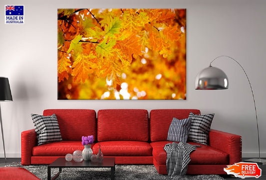 Autumn Tree Leaves Branch View Photograph Print 100% Australian Made