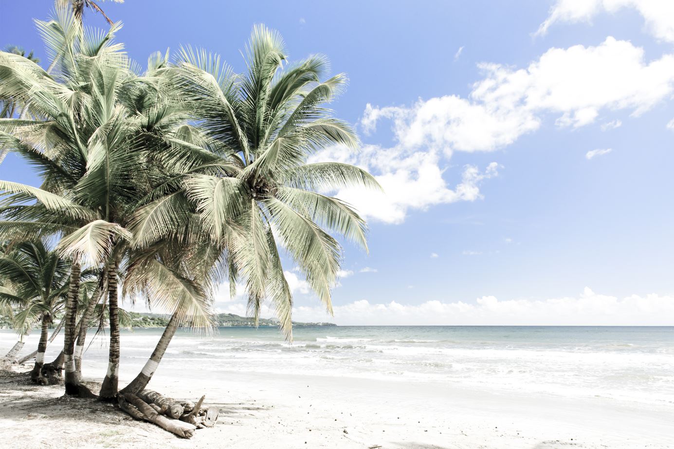 Palm Trees Near Sea Scenery View Photograph Home Decor Premium Quality Poster Print Choose Your Sizes