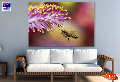 Bee On Flower Closeup Photograph Print 100% Australian Made