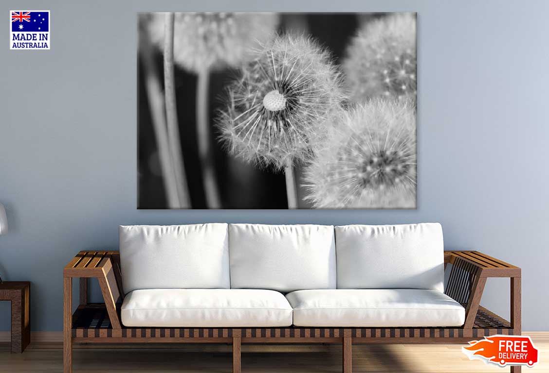 Dandelions Closeup B&W Photograph Print 100% Australian Made