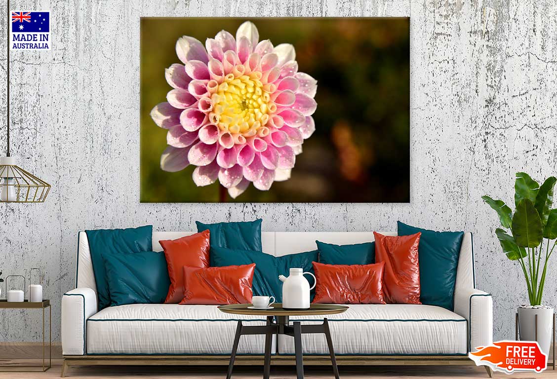White Pink Dahlia Closeup View Photograph Print 100% Australian Made