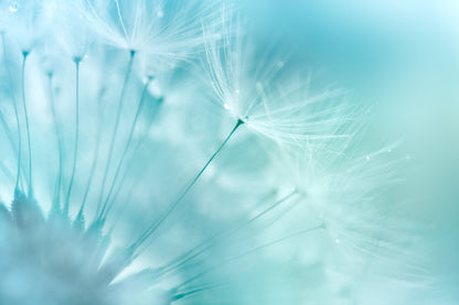 Dandelion Closeup View Photograph Print 100% Australian Made