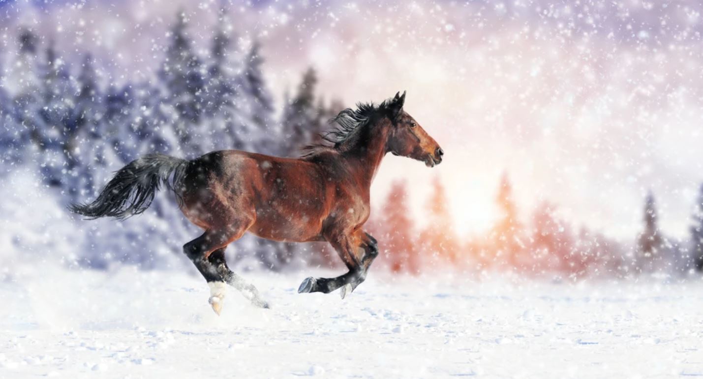 Horse Running on Snow Scenery Home Decor Premium Quality Poster Print Choose Your Sizes