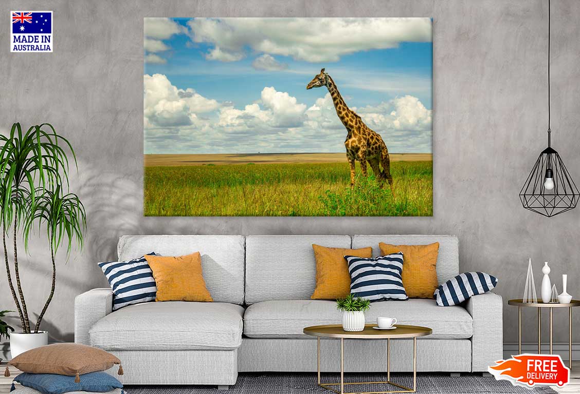 Giraffe on Green Grass Field View Photograph Print 100% Australian Made