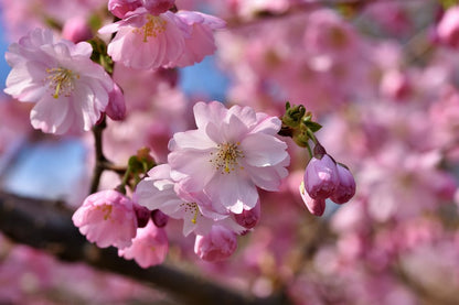 Pink Blossom Flowers Closeup Photograph Print 100% Australian Made