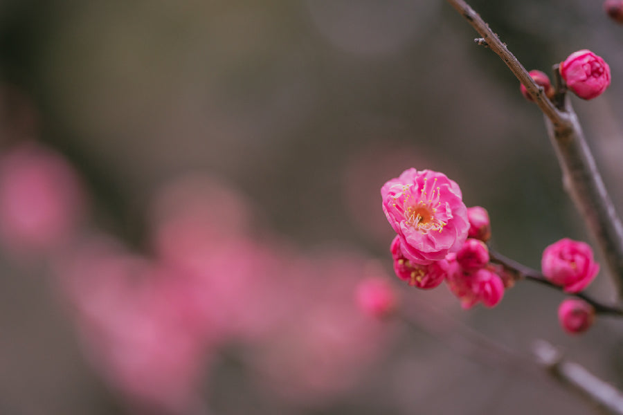 Pink Pulm Flower Closeup View Photograph Print 100% Australian Made
