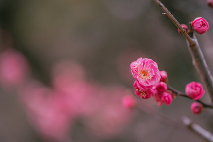 Pink Pulm Flower Closeup View Photograph Print 100% Australian Made