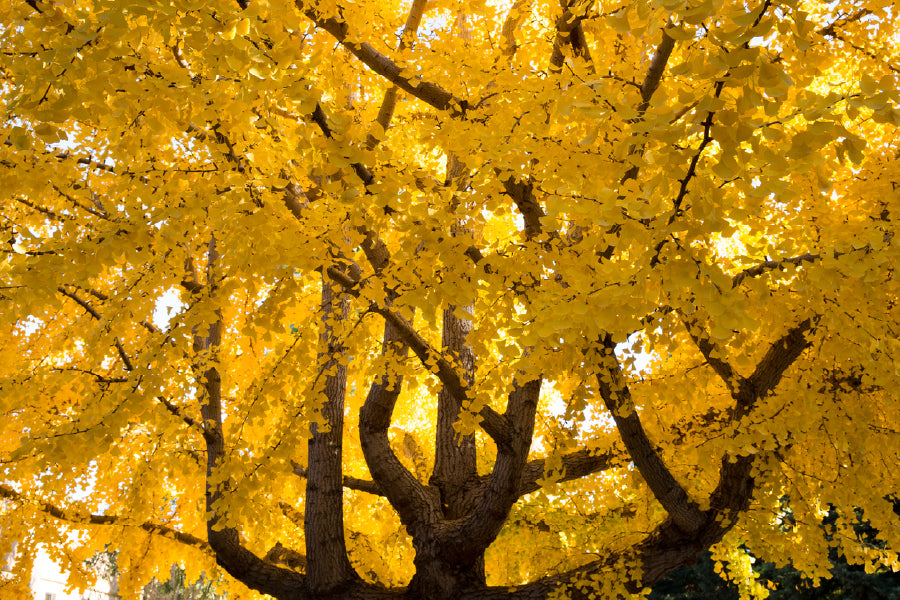 Yellow Autumn Tree with Branches Photograph Print 100% Australian Made