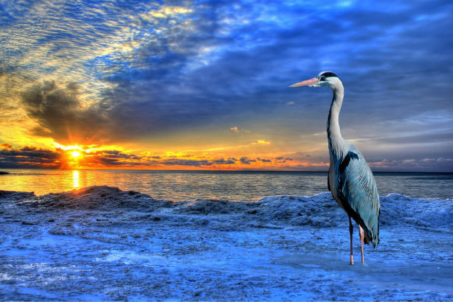 Heron on Sunset Blue Sea View Photograph Print 100% Australian Made