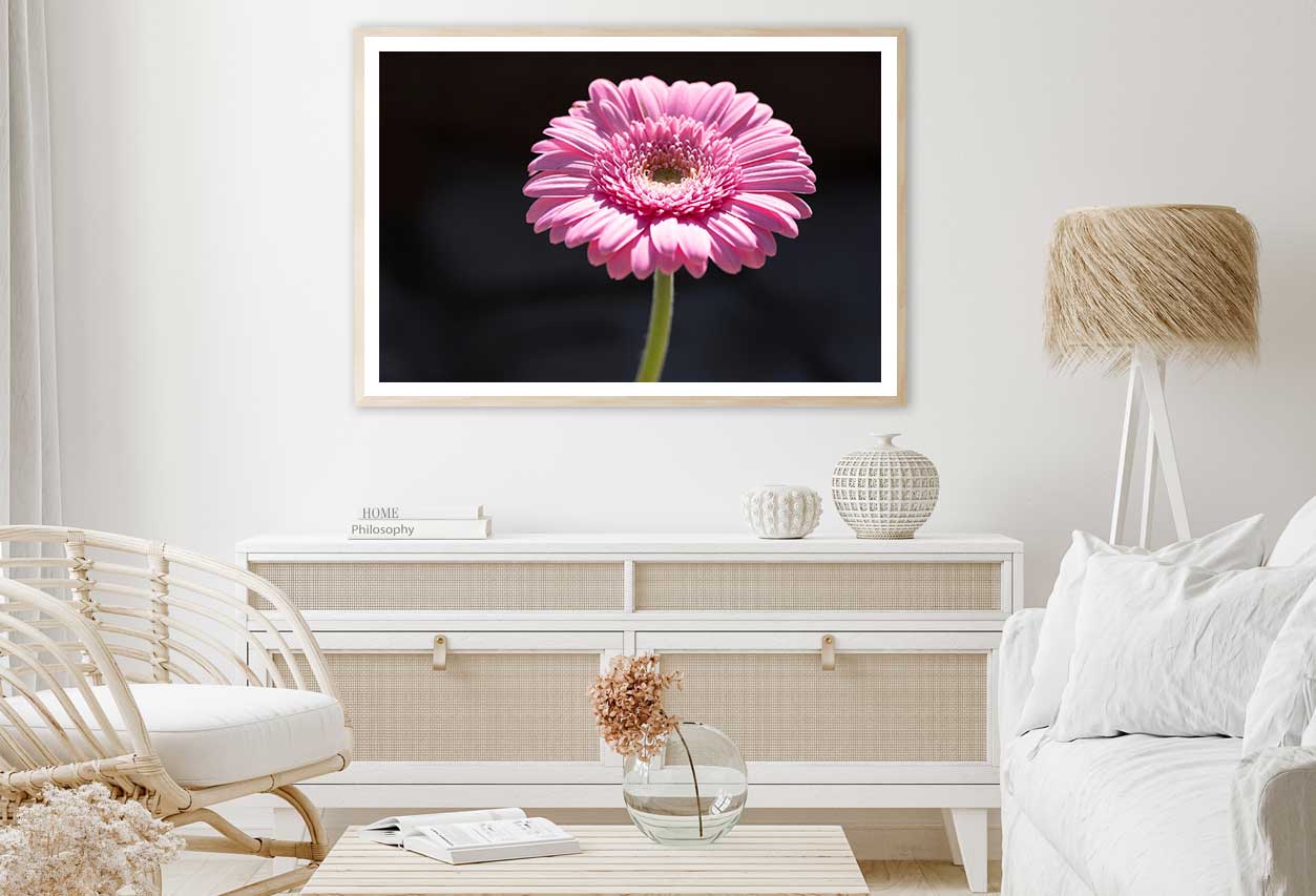 Pink Gerbera Flower on Dark View Photograph Home Decor Premium Quality Poster Print Choose Your Sizes